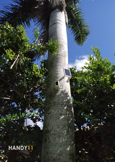 Security camera installed on palmtree.