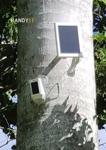 Solar security camera on palm tree mounted.