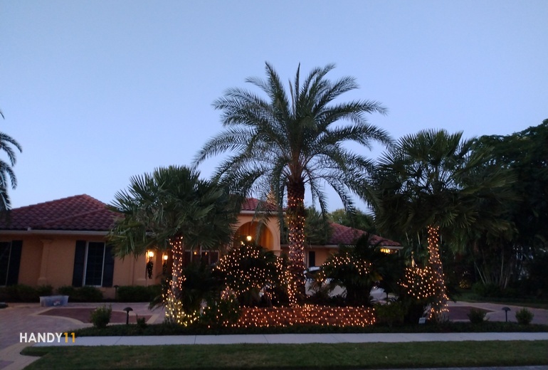Christmas lights on palmtrees and bushes in the night
